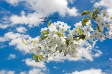 G�ky�z�/bitki