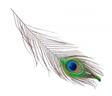 Desen ve �ekiller