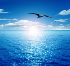 Ku� Resimleri gergi tavan modelleri